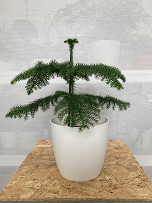 Lot 257 - A Norfolk Island Pine in a white elho pot....