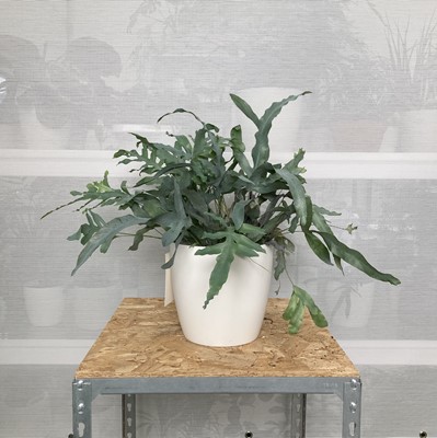 Lot 258 - A Blue Star Fern in a white elho pot. Overall...