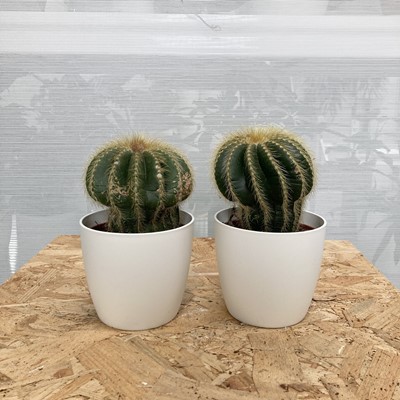 Lot 260 - Two Disco Cacti in white elho pots....