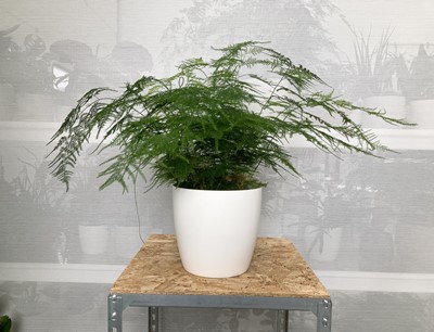 Lot 261 - A large Asparagus Fern in a white elho pot....