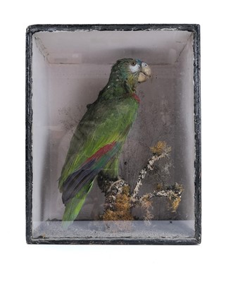 Lot 45 - A late 19th century taxidermy study of a parrot in a glazed display case.