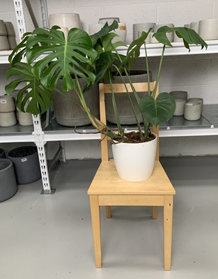 Lot 287 - A large Swiss Cheese plant, 90cm in a white pot.