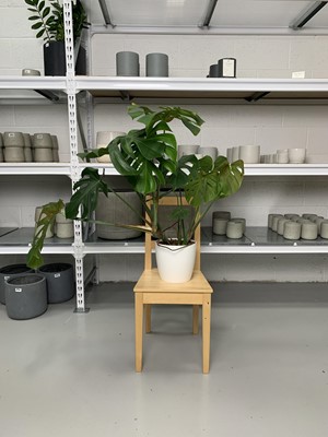 Lot 292 - A large Swiss Cheese plant, 90cm in a white pot.