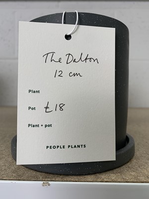 Lot 302 - Four Anther + Moss Dalton pots 12cm with...