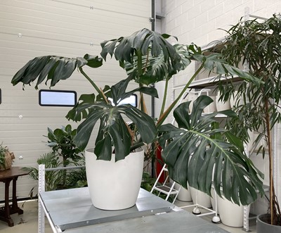 Lot 309 - An impressive Swiss Cheese plant. Height:...