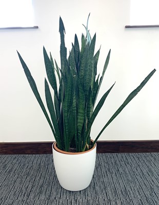 Lot 310 - A Snake plant, 130cm including white plastic...