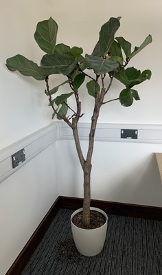 Lot 312 - A large fiddle leaf fig plant, height 170cm...