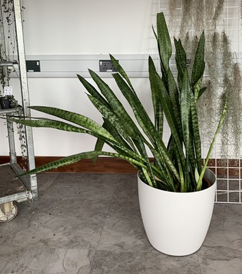 Lot 313 - A large Snake plant in a white pot on wheels....