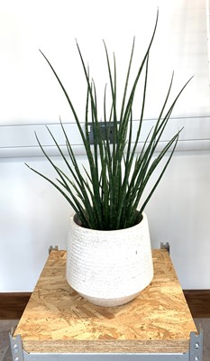 Lot 315 - A Slender Snake plant in a white crackle...