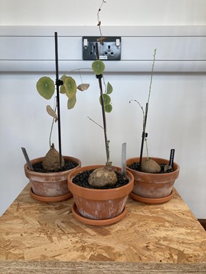 Lot 316 - Three Stephania Erecta plants in terracotta...