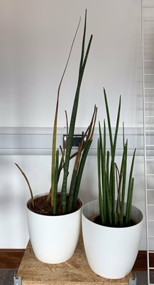 Lot 317 - A Spear Snake plant and a Slender Snake plant...