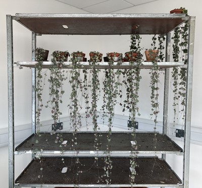 Lot 318 - Sixteen trailing Ceropegia Woodii plants....