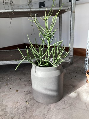 Lot 319 - A Euphorbia trucalli in a grey cement pot....