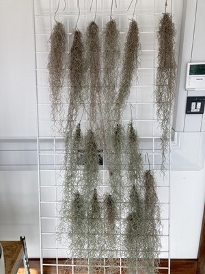 Lot 320 - Sixteen cascading Air Plants. Approximate...