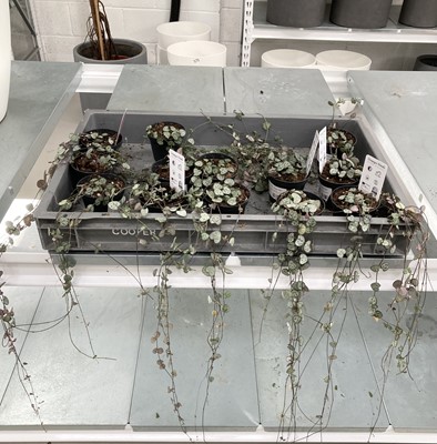 Lot 321 - Thirteen trailing Ceropegia Woodii plants....