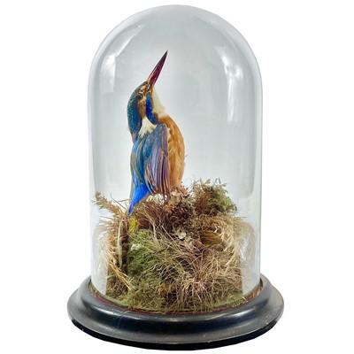 Lot 246 - A Victorian taxidermy kingfisher under a glass dome.