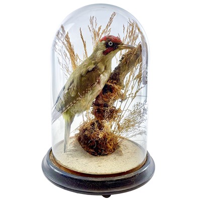 Lot 248 - A Victorian taxidermy woodpecker under a glass dome.