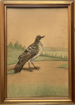 Lot 74 - A pair of Victorian feather collage and watercolour bird pictures.