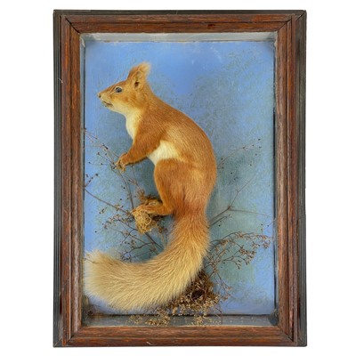 Lot 223 - An oak cased taxidermied red squirrel circa 1900.