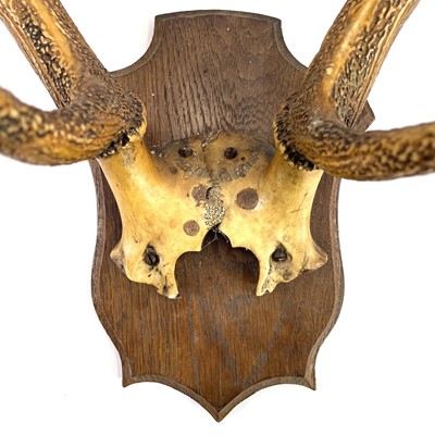 Lot 62 - A pair of eight point antlers with skull cap mounted on an oak shield.