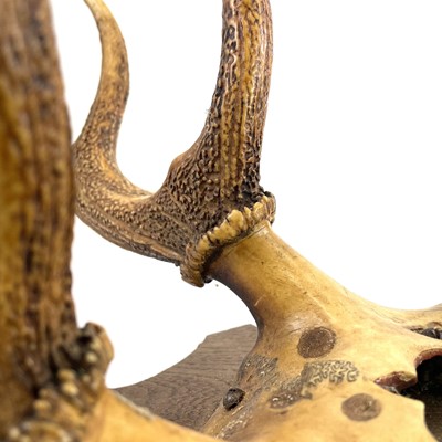 Lot 62 - A pair of eight point antlers with skull cap mounted on an oak shield.