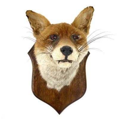 Lot 323 - An early 20th century taxidermy fox head on an oak shield.