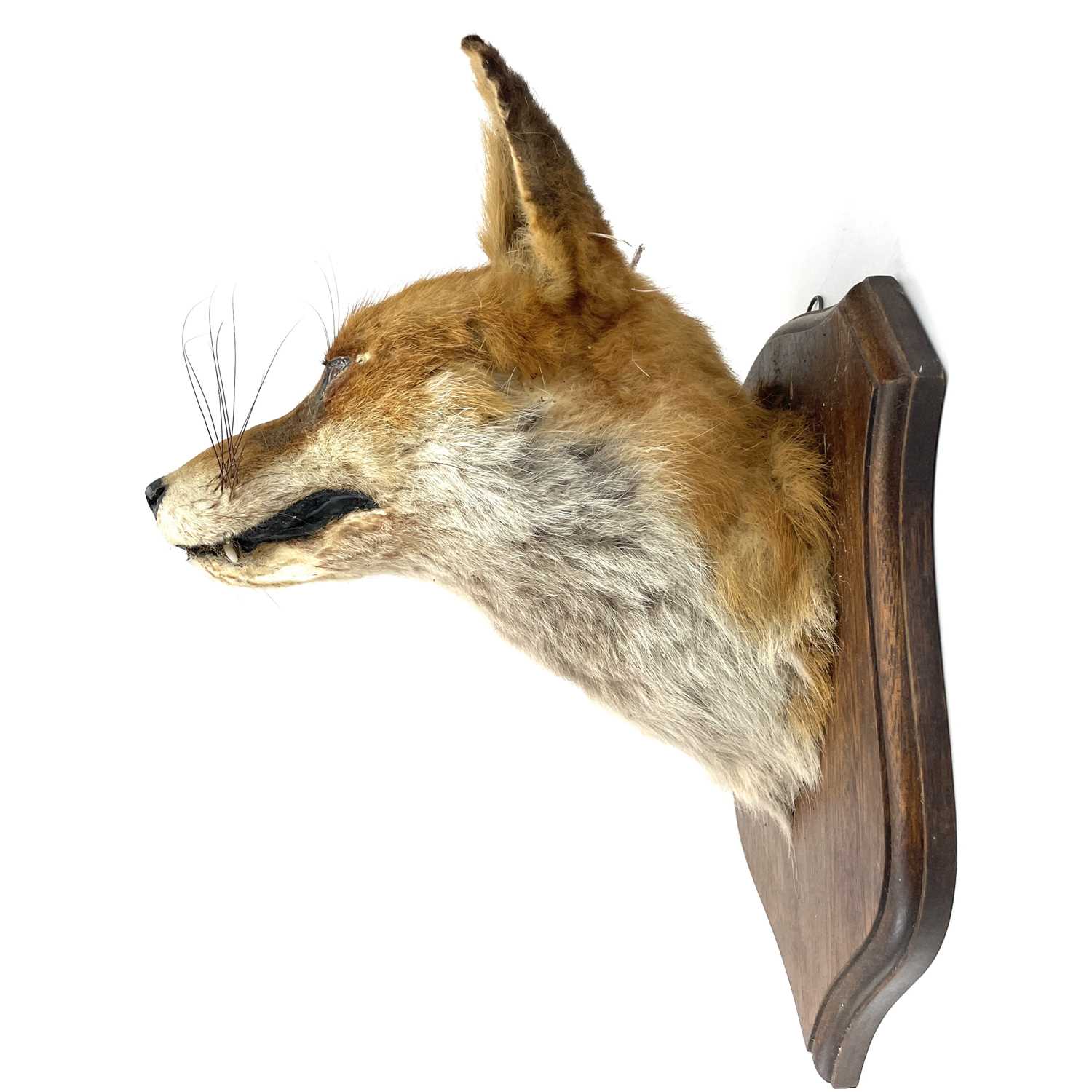 Lot 323 - An early 20th century taxidermy fox head on
