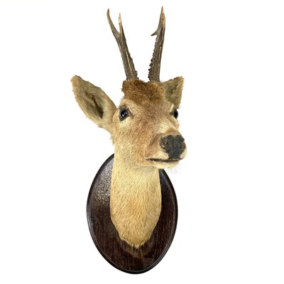 Lot 324 - An early 20th century taxidermy deer head on an oak oval mount.