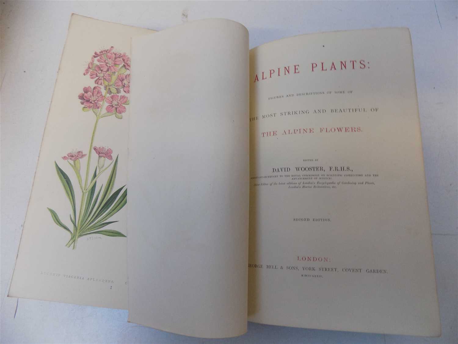 Lot 453 DAVID WOOSTER