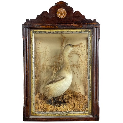 Lot 231 - A Victorian taxidermy bird.