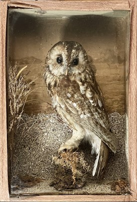Lot 54 - A late Victorian Taxidermy tawny owl.