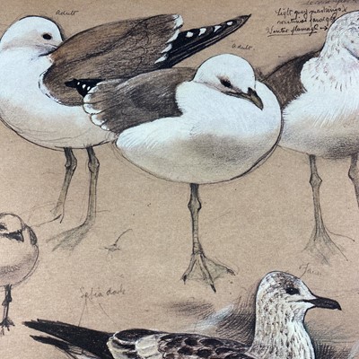 Lot 466 - Six books on Ornithology.