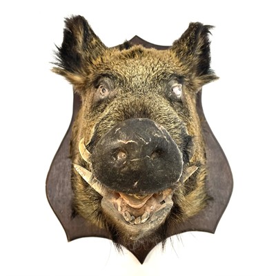 Lot 56 - A taxidermy boar's head.