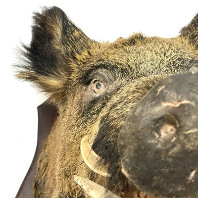 Lot 56 - A taxidermy boar's head.