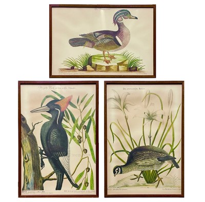 Lot 242 - Three 20th century coloured prints of birds after Mark Catesby.