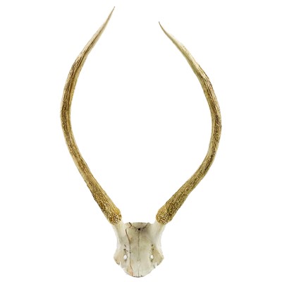 Lot 256 - A pair of possibly Roe deer antlers on skull cap.