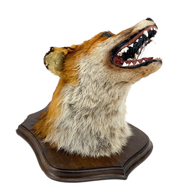 Lot 16 - Taxidermy - a fox mask.