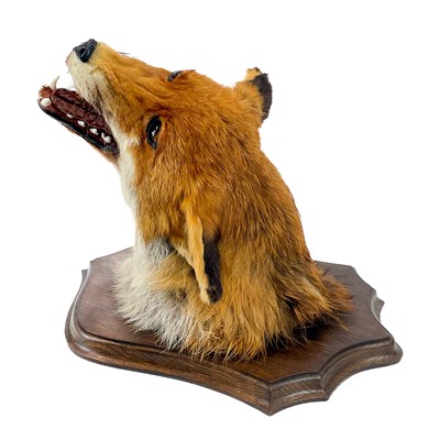 Lot 16 - Taxidermy - a fox mask.