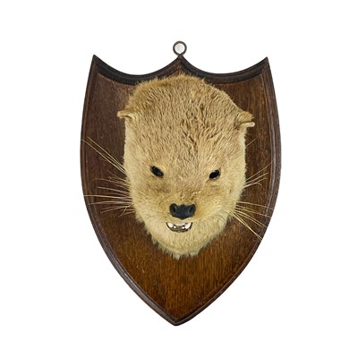 Lot 17 - Taxidermy - an otter mask.