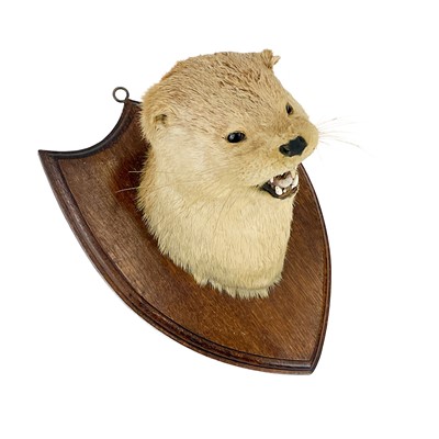 Lot 17 - Taxidermy - an otter mask.