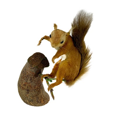 Lot 18 - Taxidermy - a study of a red squirrel standing on a branch.
