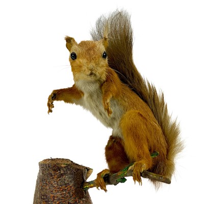 Lot 18 - Taxidermy - a study of a red squirrel standing on a branch.