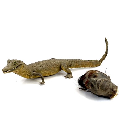 Lot 199 - A 20th century taxidermy caiman or alligator.