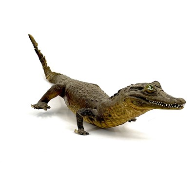 Lot 199 - A 20th century taxidermy caiman or alligator.