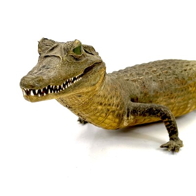 Lot 199 - A 20th century taxidermy caiman or alligator.