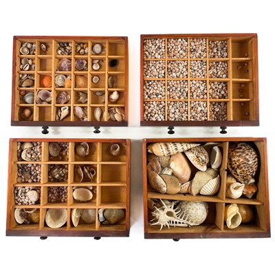 Lot 225 - Conchology interest A late Victorian mahogany collector's chest.