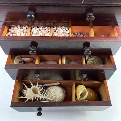 Lot 225 - Conchology interest A late Victorian mahogany collector's chest.