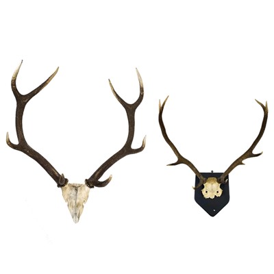 Lot 55 - A pair of nine point antlers with skull cap mounted on shield.