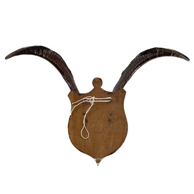 Lot 8 - A pair of feral Scottish goat horns.